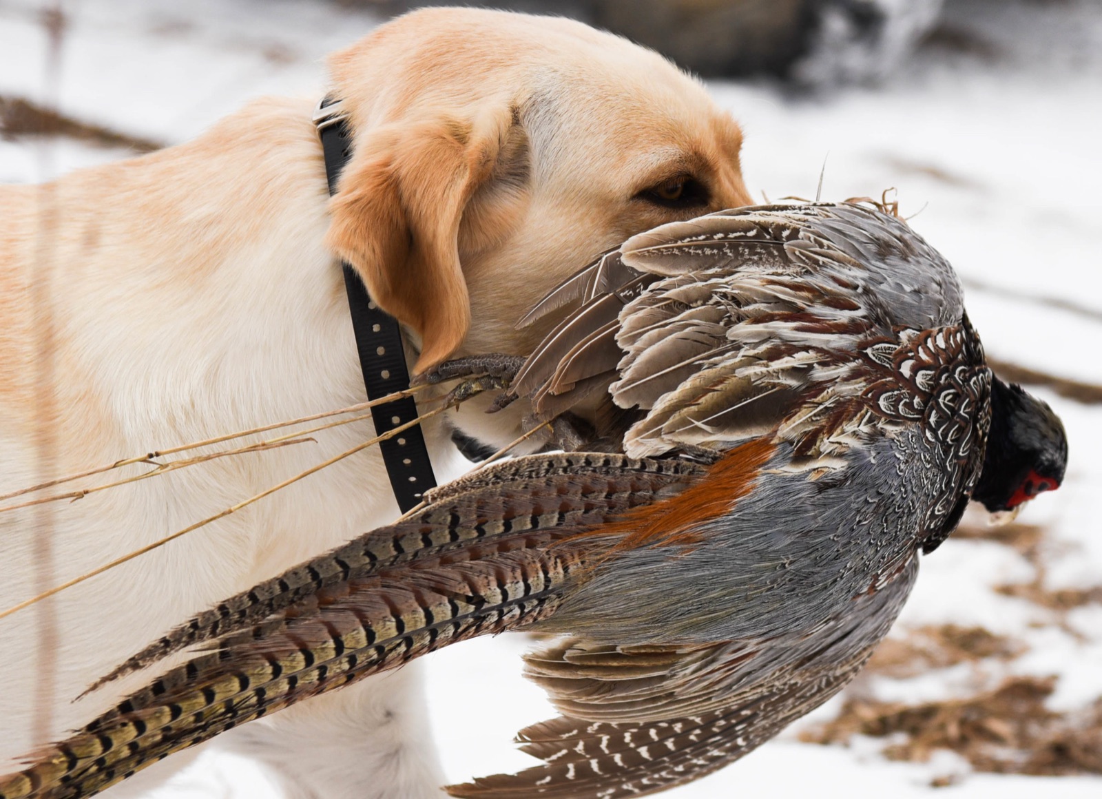 Upland Bird Hunting