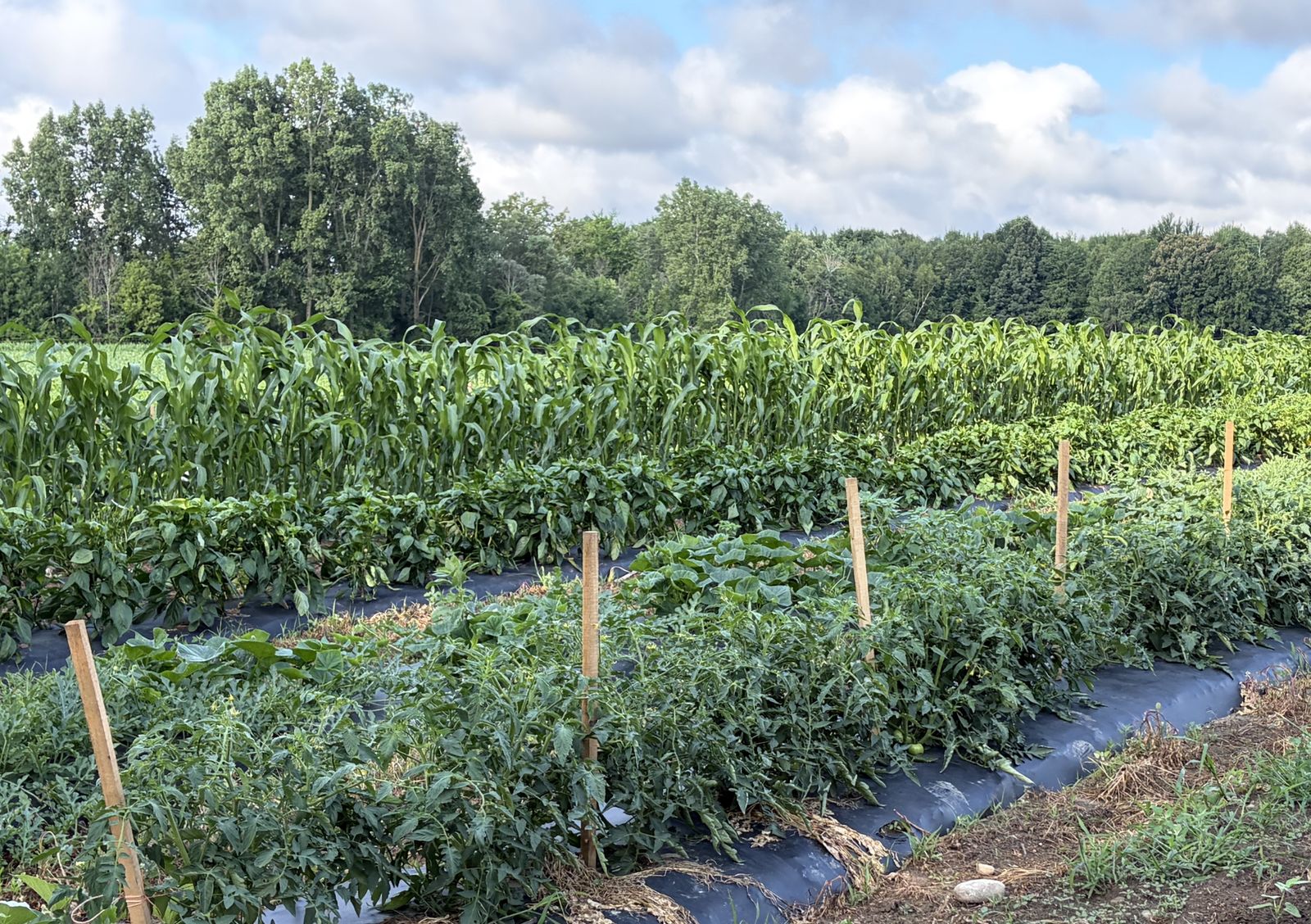 The club garden — rows of vegetables against the treeline