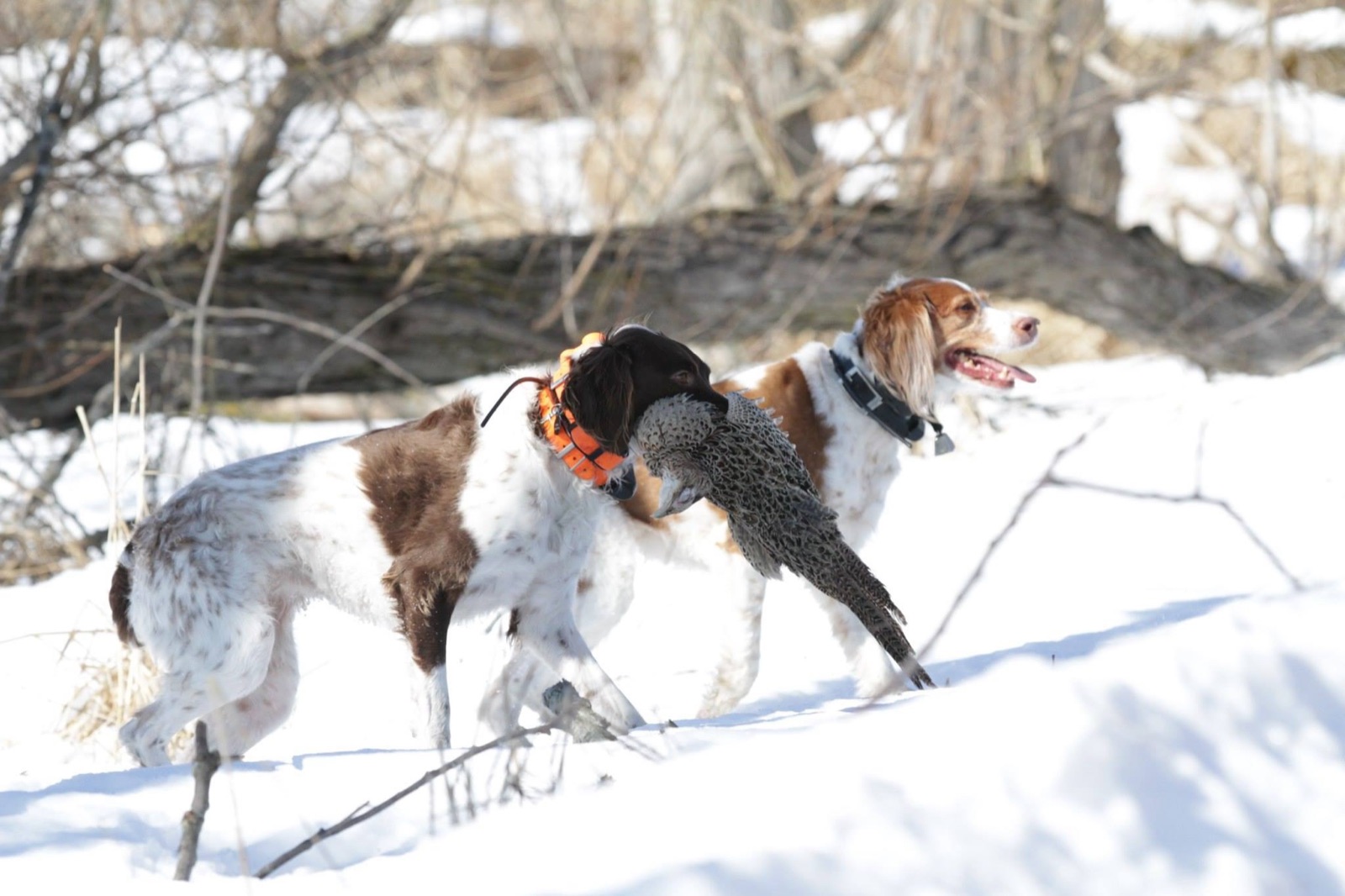 Dog Training